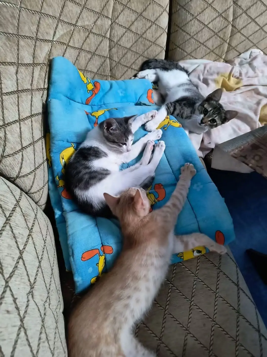 Fotografie cu Țonțonel, Fifi și Cappuccino